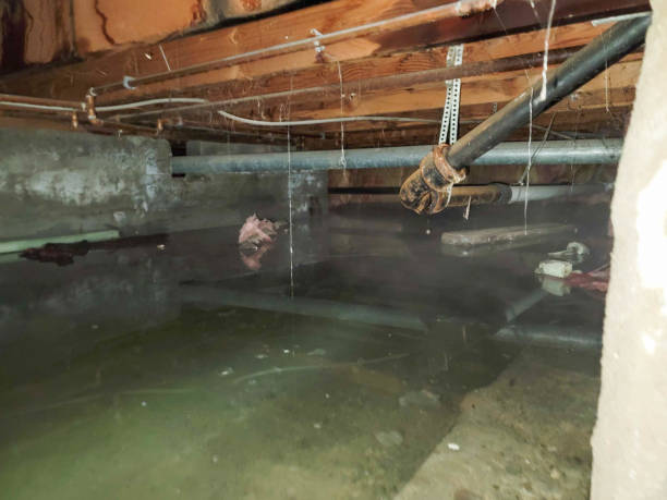 Best Local water damage restoration  in Dover, TN